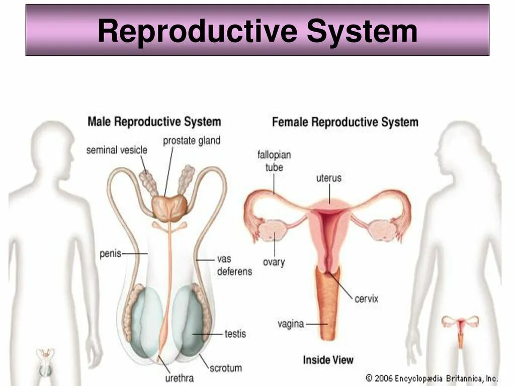 Репродуктивная система женщины фото Reproductive System. - ppt download