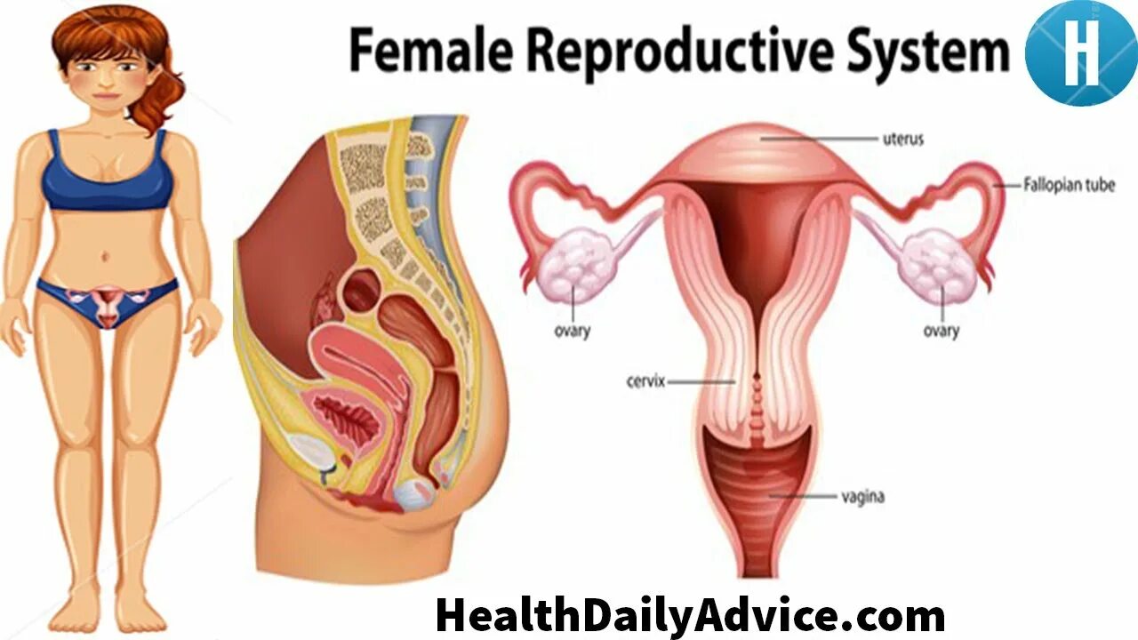 Репродуктивная система женщины фото Female Reproductive System - Health Daily Advice - YouTube