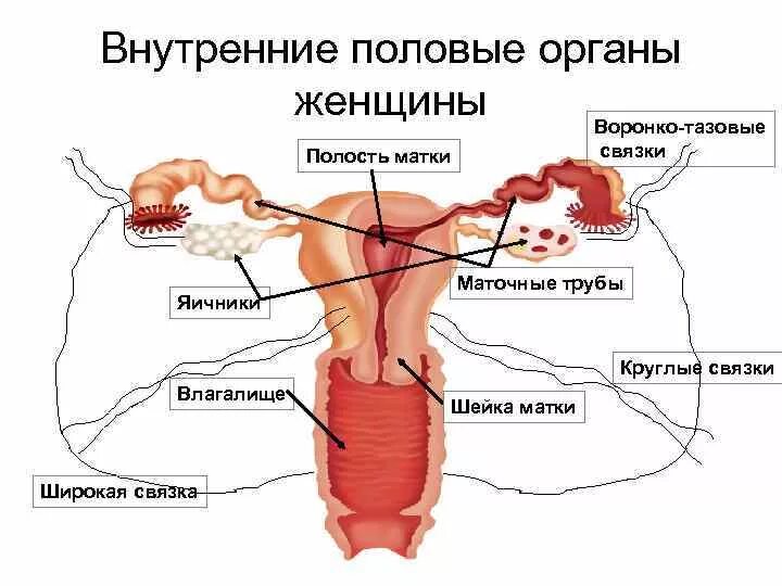 Репродуктивная система женщины фото Картинки ВНУТРЕННЯЯ РЕПРОДУКТИВНАЯ СИСТЕМА