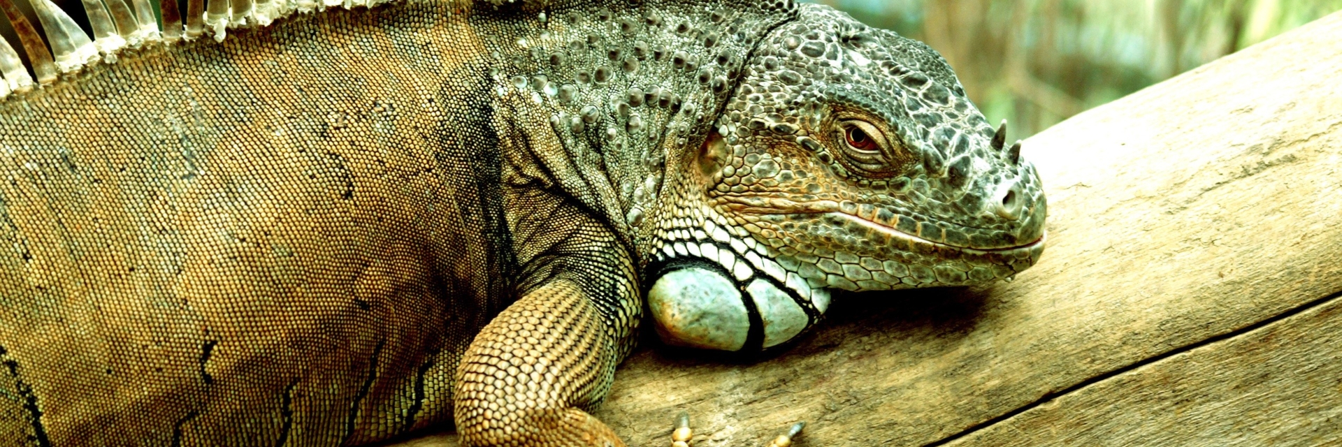 Рептилия фото животное Wallpaper iguana on wood, section Animals, size 2560x1600 Wide - download free i