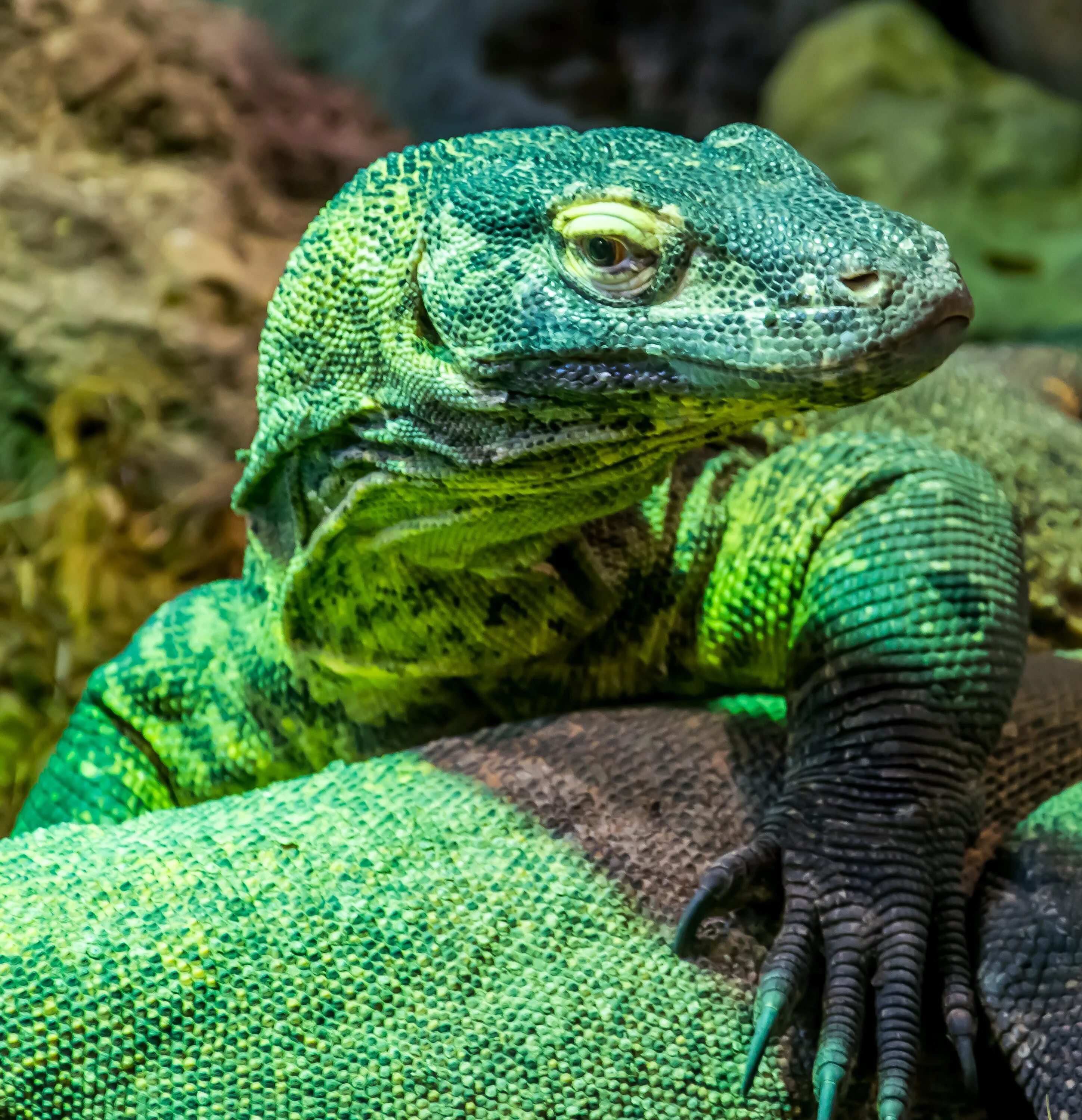 Рептилия фото животное Reptile Lizard Nature free image download