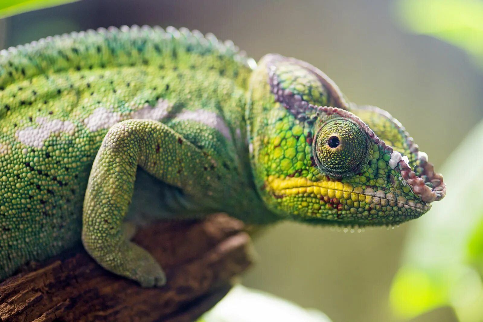 Рептилия фото животное Panther chameleon profile Lizard, Chameleon lizard, Fun facts about animals