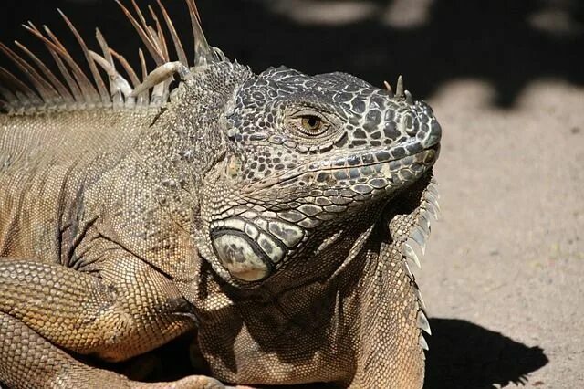 Рептилия фото животное Free Image on Pixabay - Iguana, Dragon, Reptile, Animal Iguana, Animals, Zoo ani