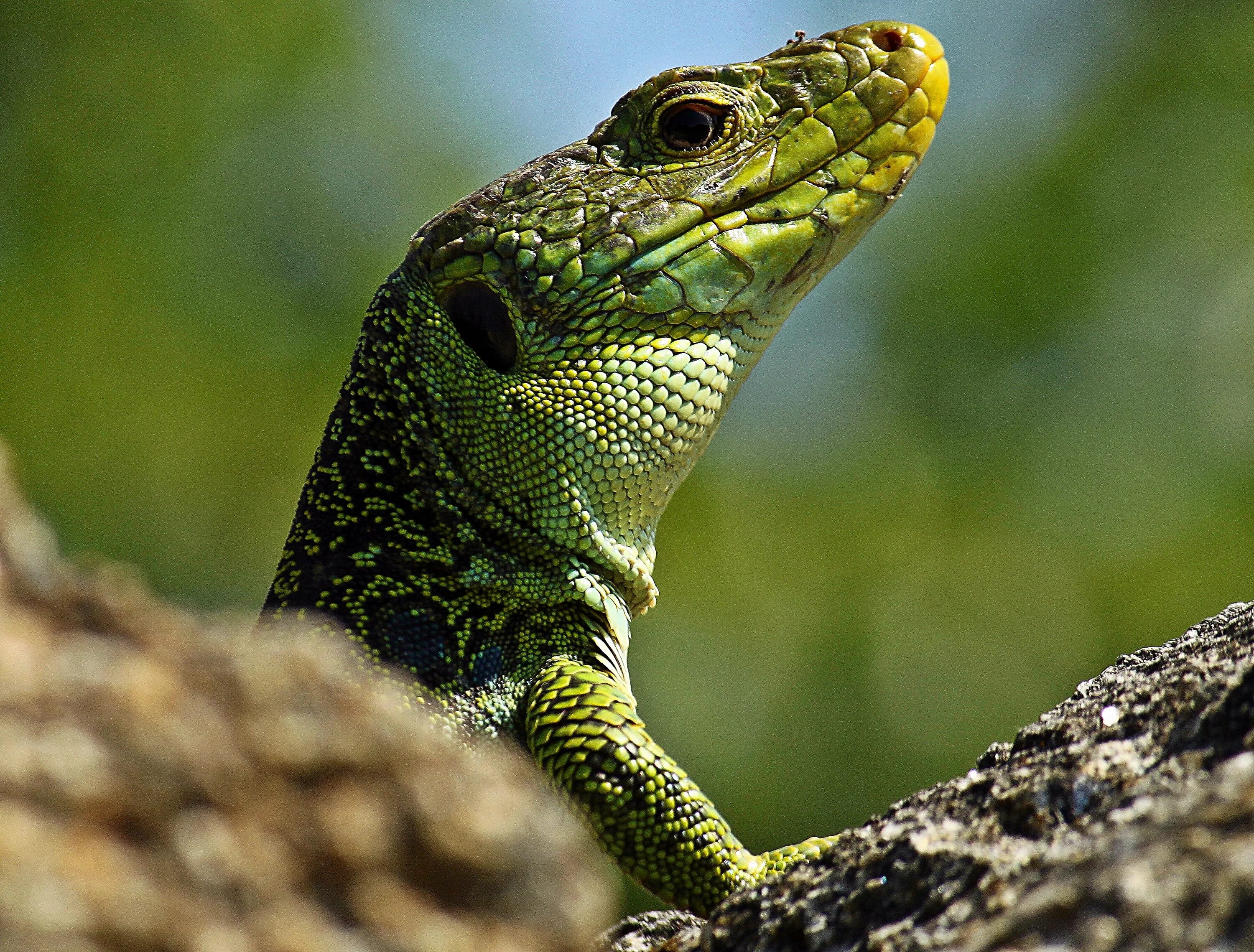 Рептилия фото животное Free Images : nature, wildlife, iguana, fauna, green lizard, close up, animals, 