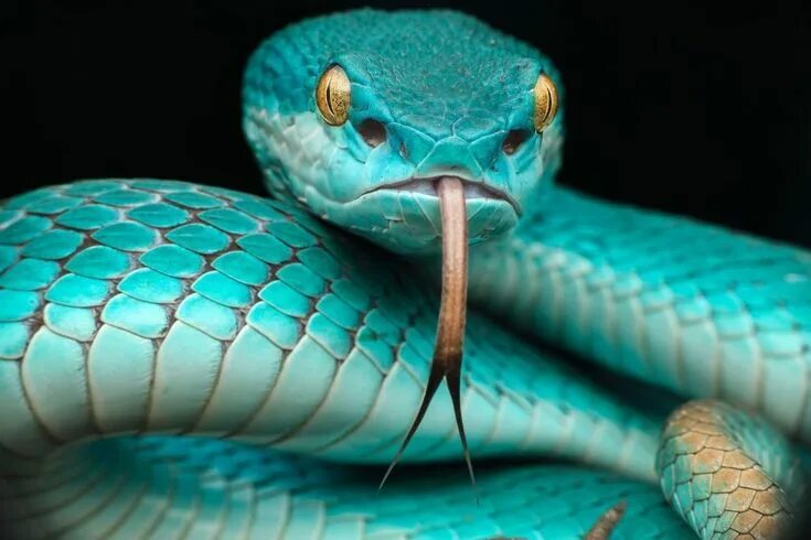 Рептилия змея фото 42 of World's Most Radiant Animals Animais raros, Papel de parede de cobra, Répt