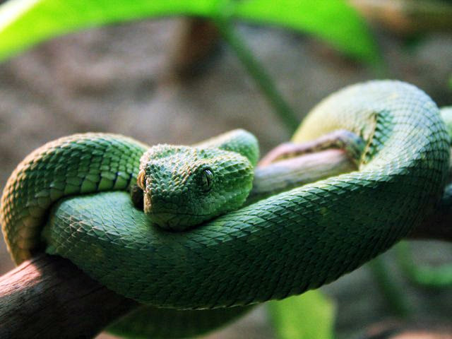 Рептилия змея фото Гадюка древесная шершавая - Atheris squamigera