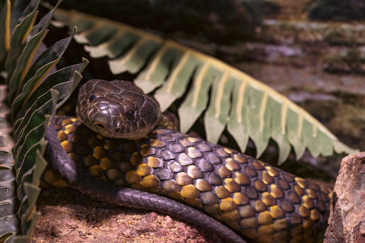 Рептилия змея фото What you Need To Know About Tiger Snake Bites - Animals Around The Globe