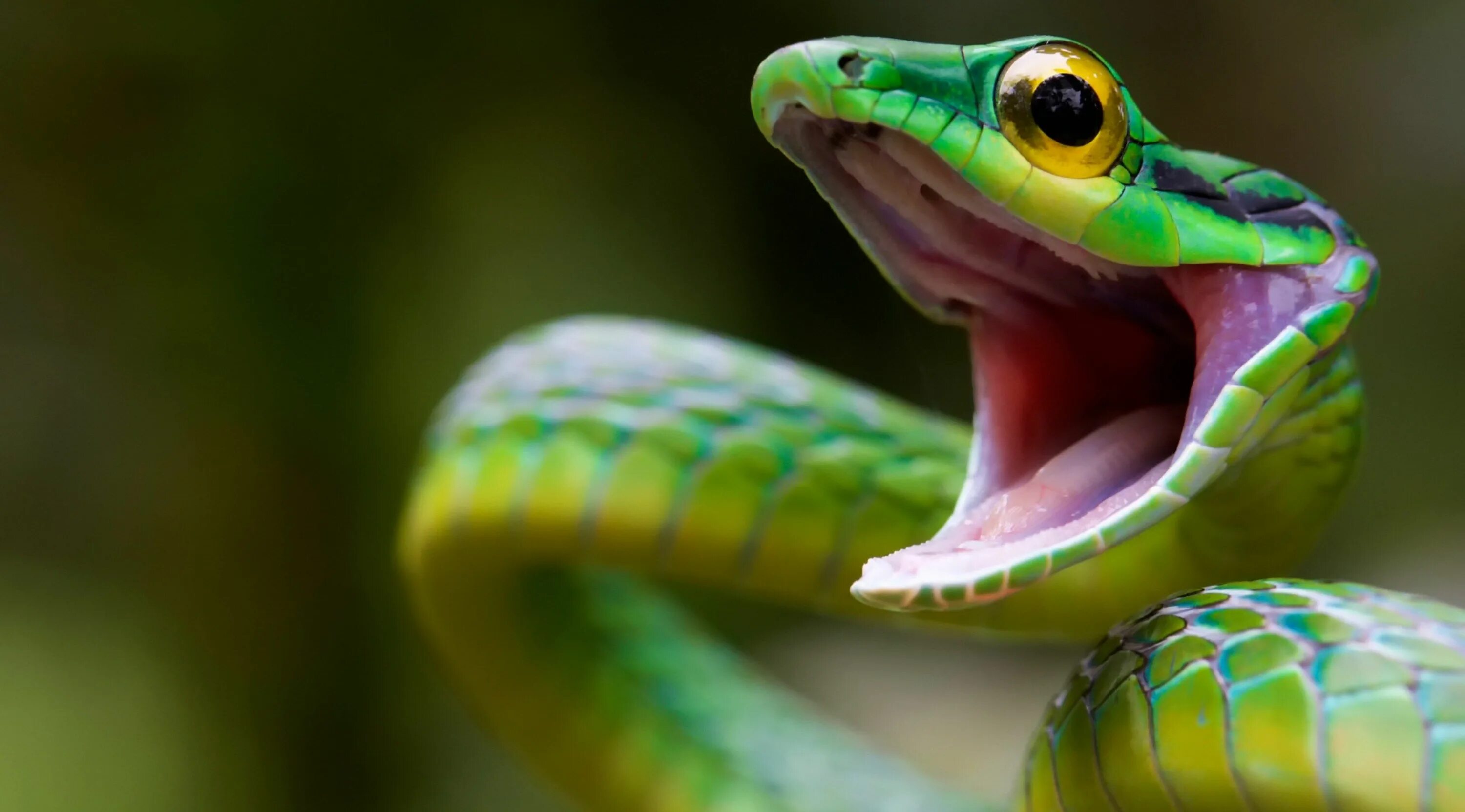 Рептилия змея фото 3840x2130 satiny parrot snake 4k pc wallpaper free download hd Snake wallpaper, 