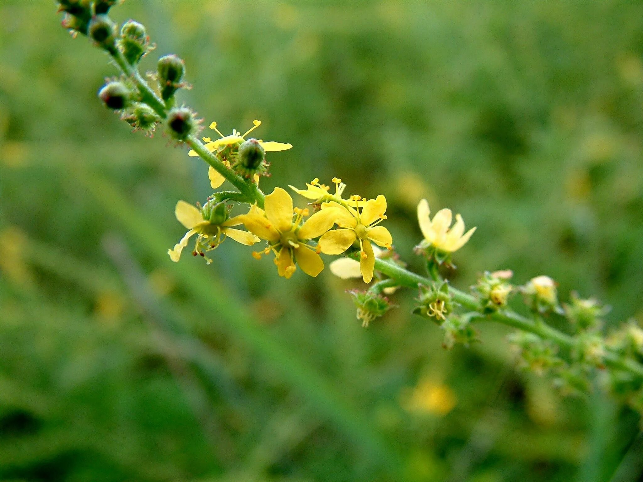 Репяшок трава фото и леч свойства Agrimony Native plants, Morris arboretum, Plants