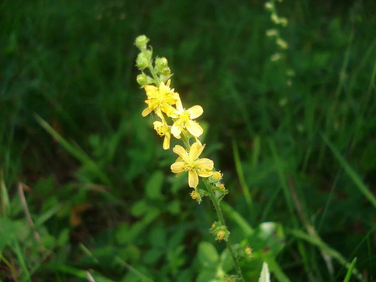 Репяшок трава фото и леч свойства File:Agrimonia eupatoria 05.JPG - Wikimedia Commons