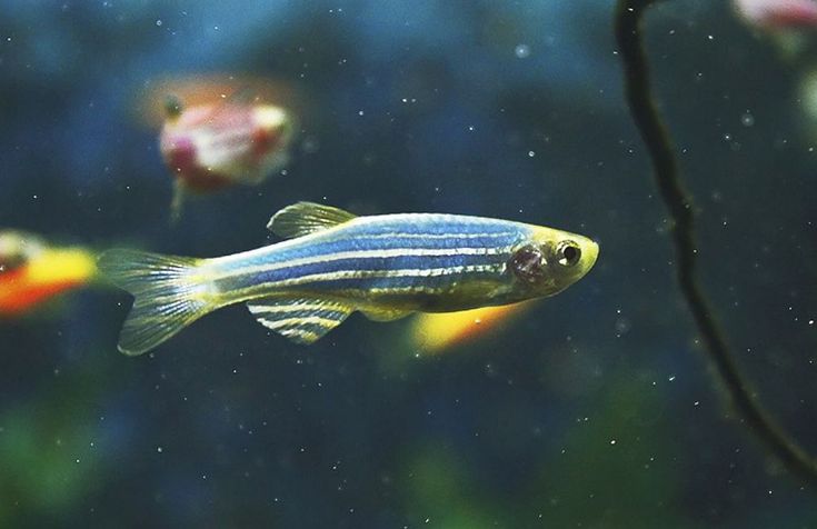 Рерио рыбки фото Zebra danio: size, lifespan, care, tankmates, breeding Danio fish, Freshwater aq