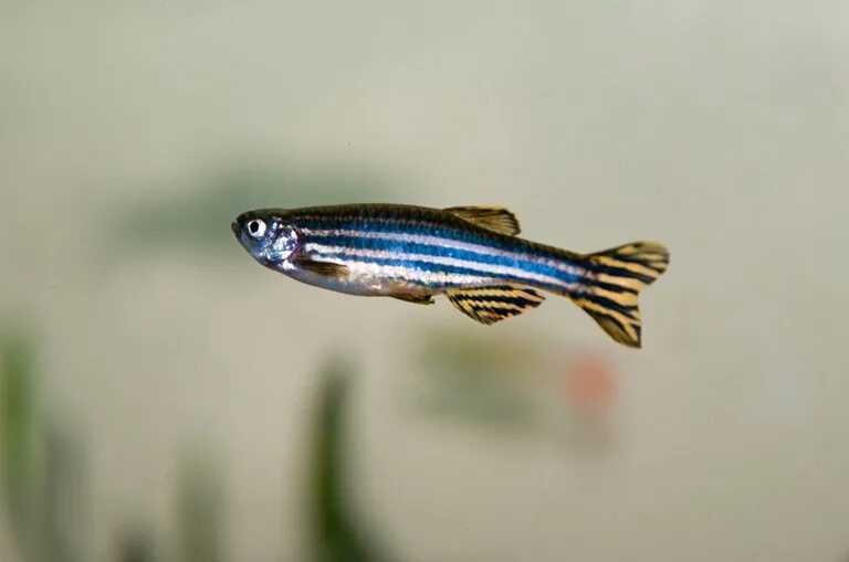 Рерио рыбки фото Zebra Danio (Danio rerio)