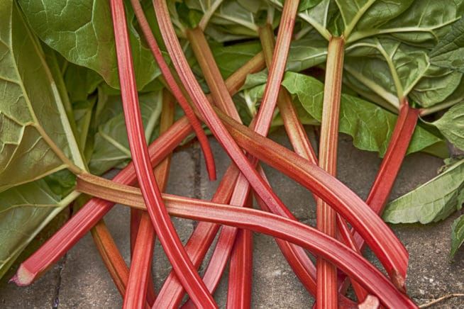 Ревень декоративный пальмовый фото Transplanting Rhubarb " Timing is Everything Transplanting rhubarb, Rhubarb, Rhu