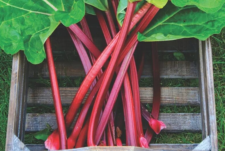 Ревень декоративный пальмовый фото How To Grow Rhubarb Thompson & Morgan