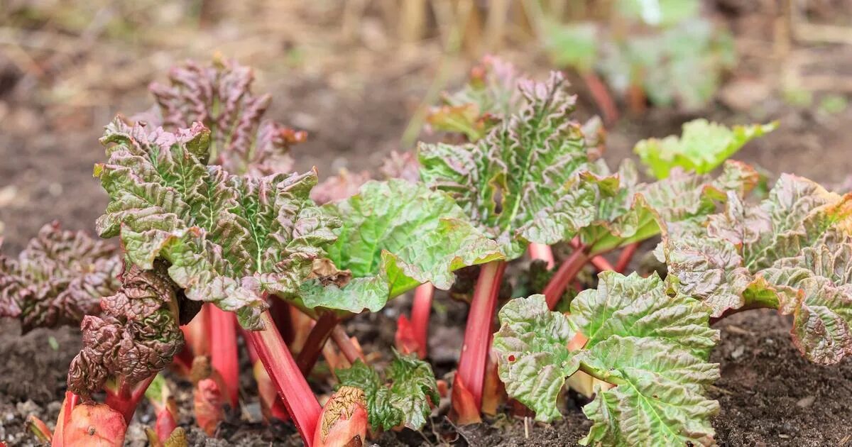 Ревень декоративный пальмовый фото Compost: peut-on utiliser les feuilles de rhubarbe?