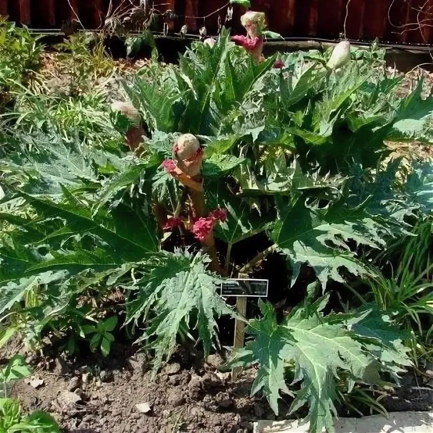 Ревень декоративный пальмовый фото Ревень пальчатый тангутский / Rheum palmatum var. tanguticum Огород, Растения, С