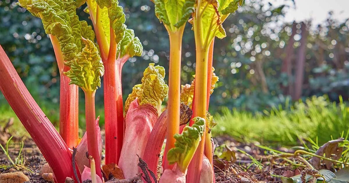 Ревень декоративный пальмовый фото How to Grow and Care for Rhubarb Plants Gardener’s Path Rhabarber pflanzen, Pfla