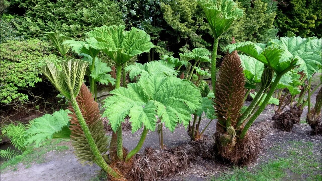 Ревень декоративный пальмовый фото Widowiskowa gunnera olbrzymia (Gunnera manicata, Chilean rhubarb)- największa by