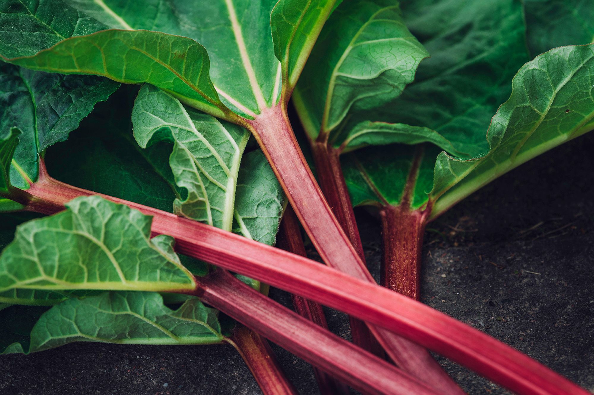 Ревень листья фото 8 Tips for Harvesting Rhubarb