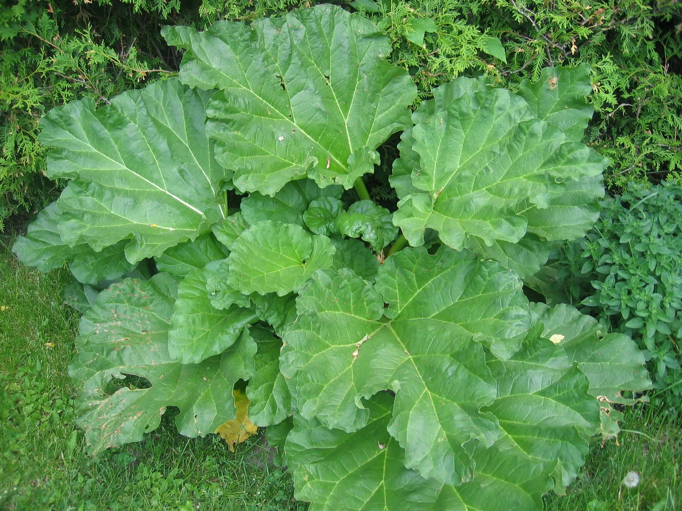 Ревень листья фото rhubarb Herbs, Front yard, Gardening tips