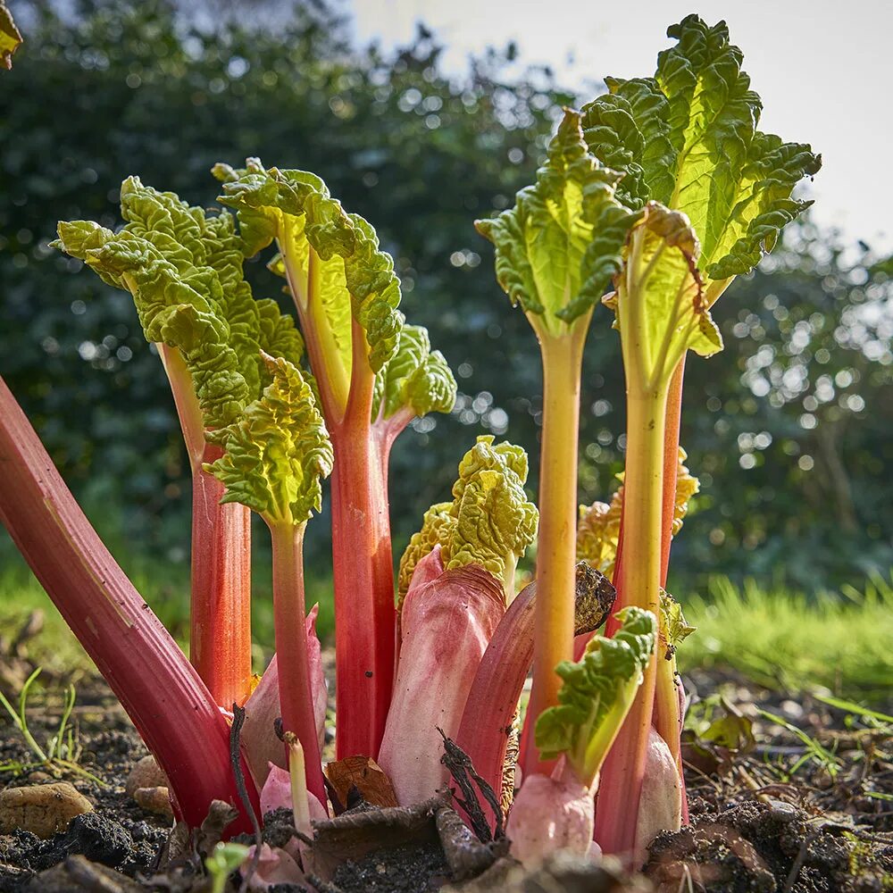 Ревень цветет фото How to Grow Rhubarb - The Home Depot