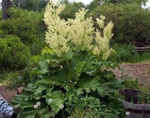 Ревень цветет фото Victoria Rhubarb, Rheum rhabarbarum "Victoria", Seeds (Fast, Edible, Hardy) eBay