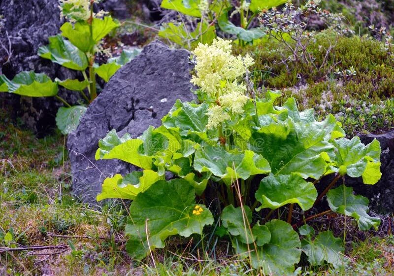 Ревень цветет фото Rhubarb (Rheum Altaicum L.) Stock Image - Image of mountain, summer: 38629097