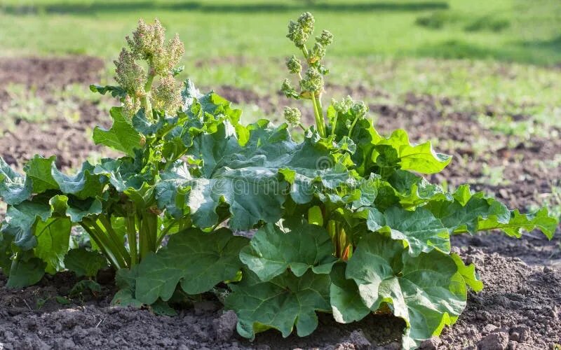 Ревень цветет фото Flowering Rhubarb in Vegetable Garden Stock Image - Image of plant, agriculture: