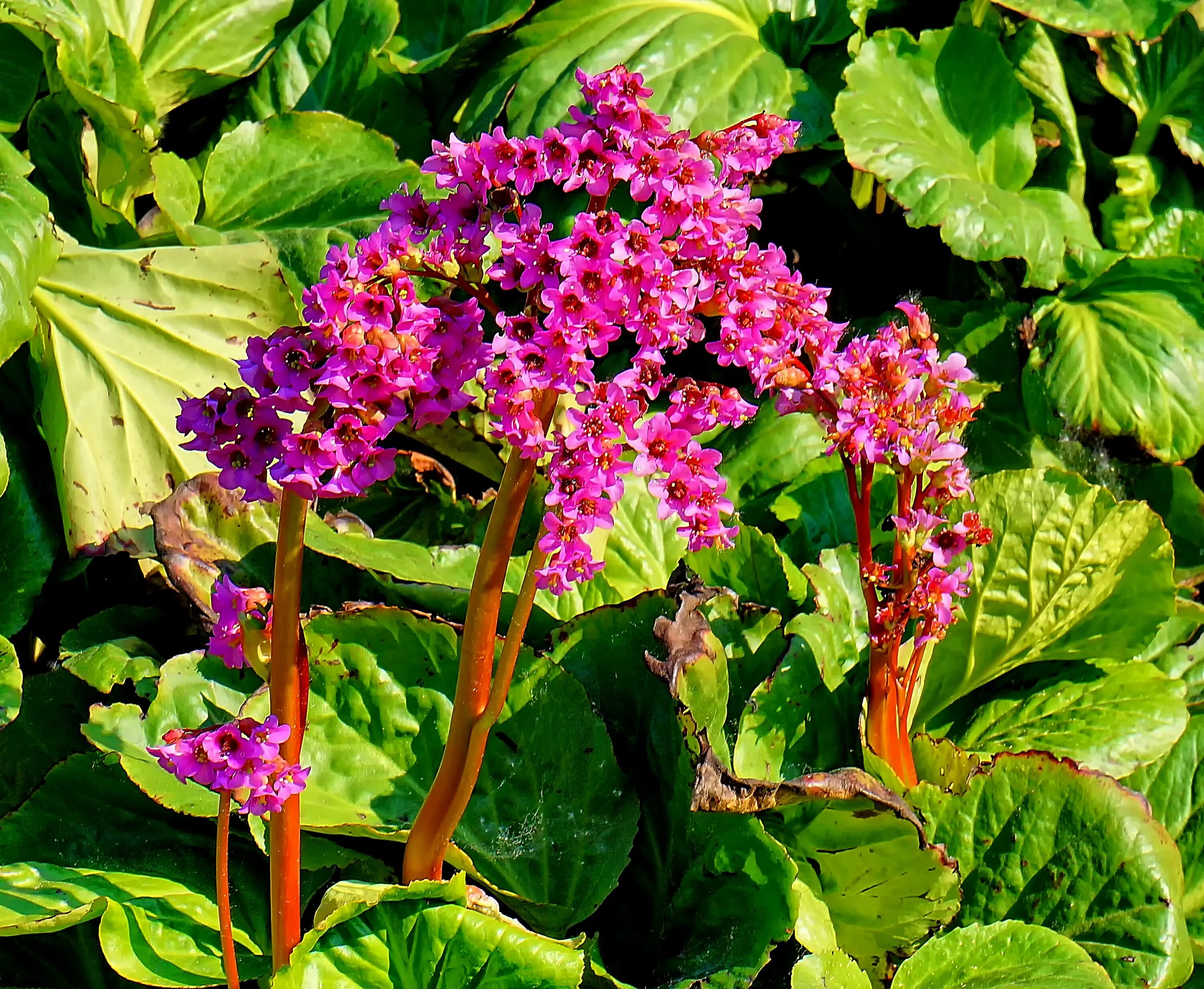 Ревень цветет фото Free Images : flower, herb, botany, garden, pink, flora, hydrangea, plants, wild