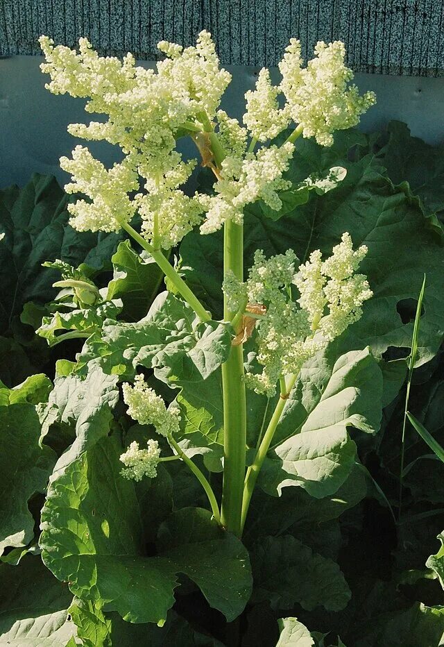 Ревень цветет фото Файл:Rhubarb Flower.jpg - Вікіпедія