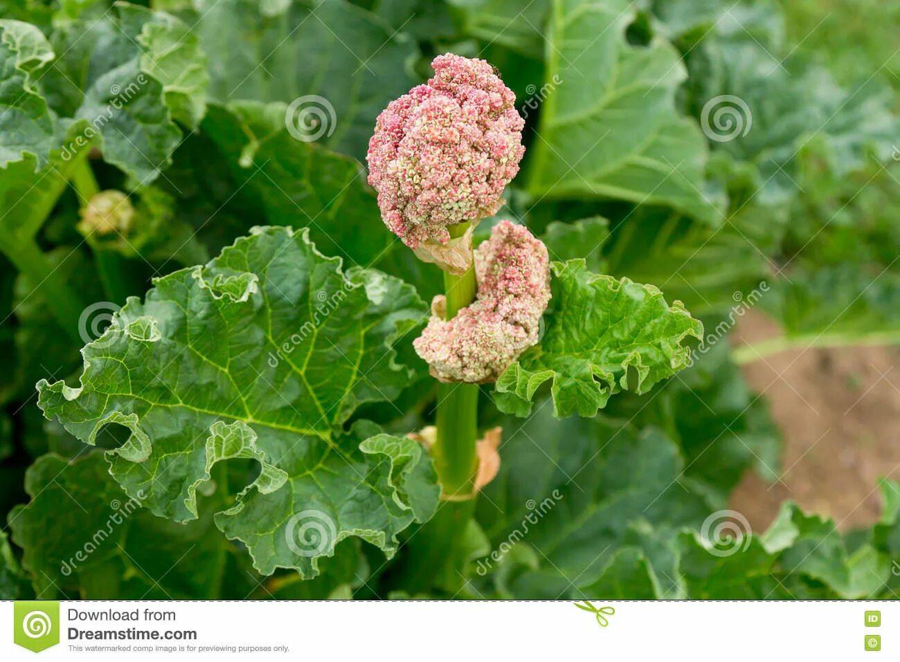 Ревень цветущий фото O Ruibarbo Está Na Flor Sally Raso De Depth-of-field Foto de Stock - Imagem de c