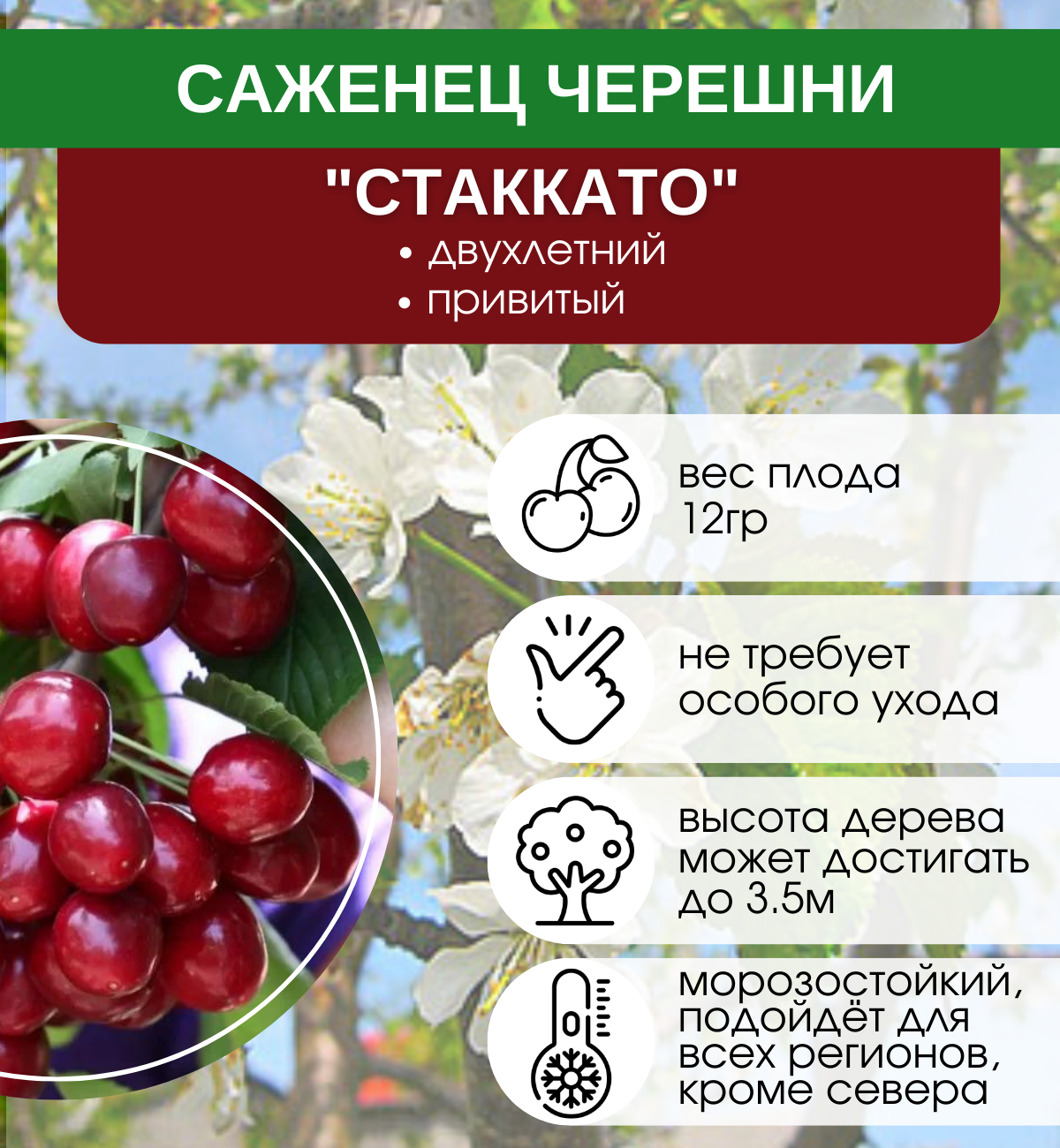 Ревна описание сорта фото отзывы Купить саженцы Черешня Стаккато с доставкой! Florali-Flor