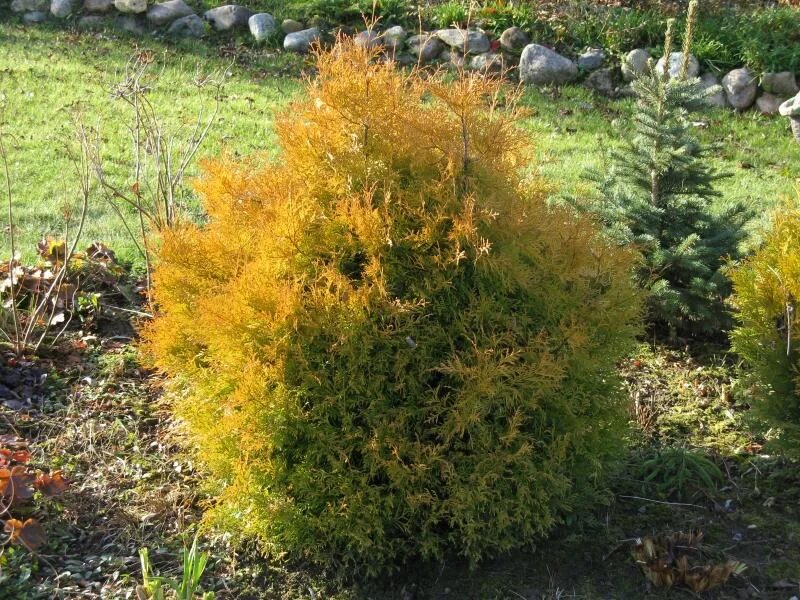 Рейнгольд туя описание размеры и фото Туя западная Рейнголд (Thuja occidentalis Rheingold) в Смоленске