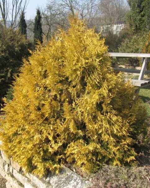 Рейнгольд туя западная фото Туя западная Рейнголд (Thuja occidentalis Rheingold)контейнер 0.7л 500 руб.Карли