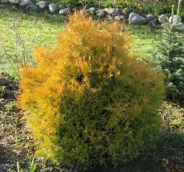 Рейнгольд туя западная фото Туя западная Рейнголд (Thuja occidentalis Rheingold) / Садовый центр Селятино