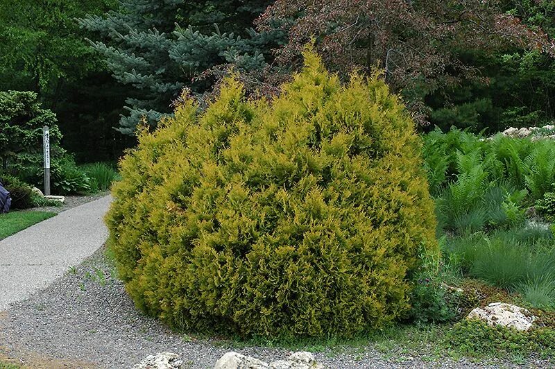 Рейнгольд туя западная фото Rheingold White Cedar (Thuja occidentalis 'Rheingold') at Connon Nurseries CBV A