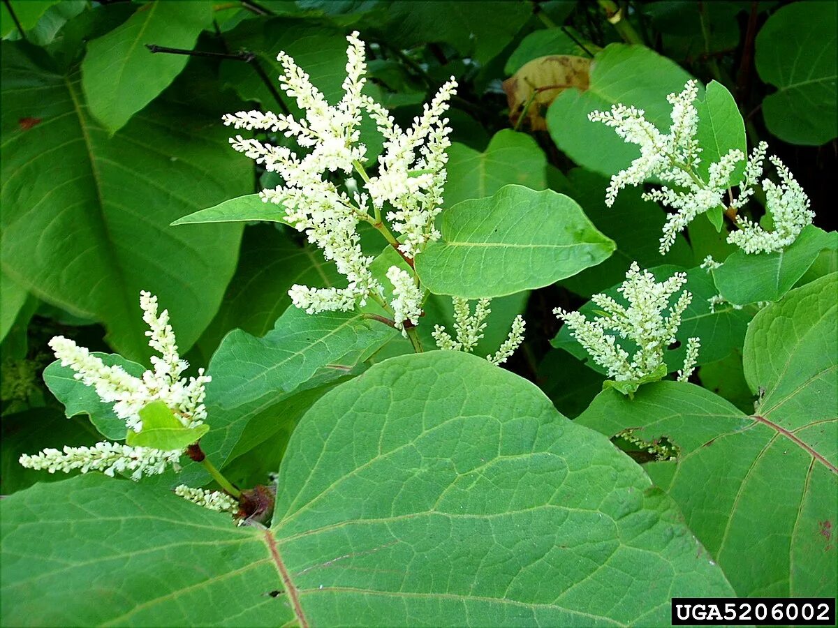 Рейнутрия фото и описание кустарника Datei:Reynoutria sachalinensisa flower (01).jpg - Wikipedia