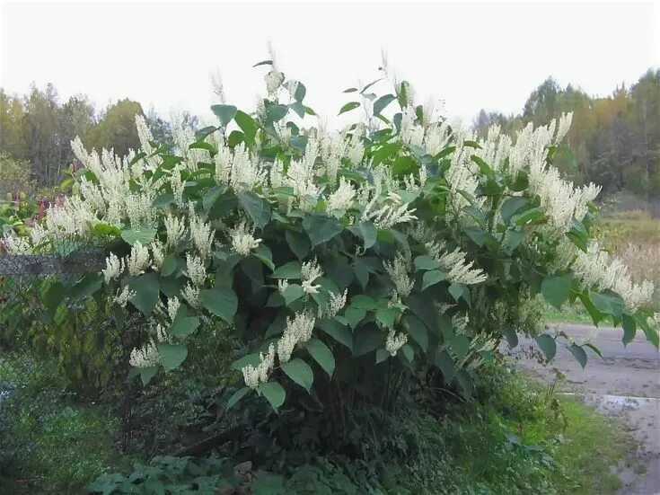 Рейнутрия фото и описание кустарника Горец сахалинский Plants, Garden