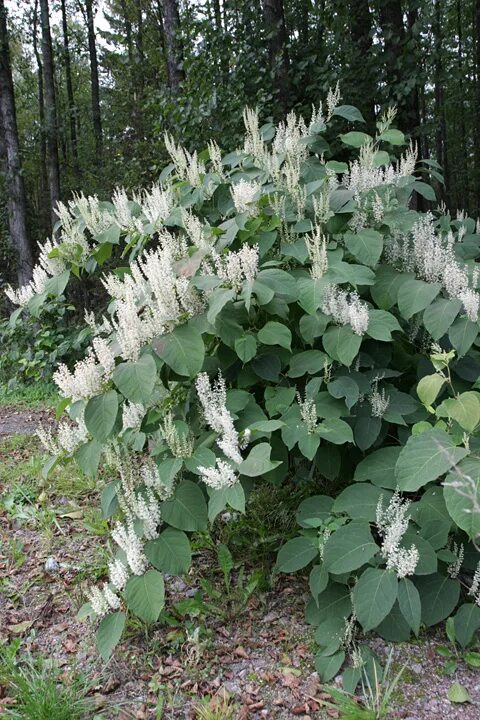 Рейнутрия сахалинская фото и описание кустарника Reynoutria x bohemica (Polygonaceae)