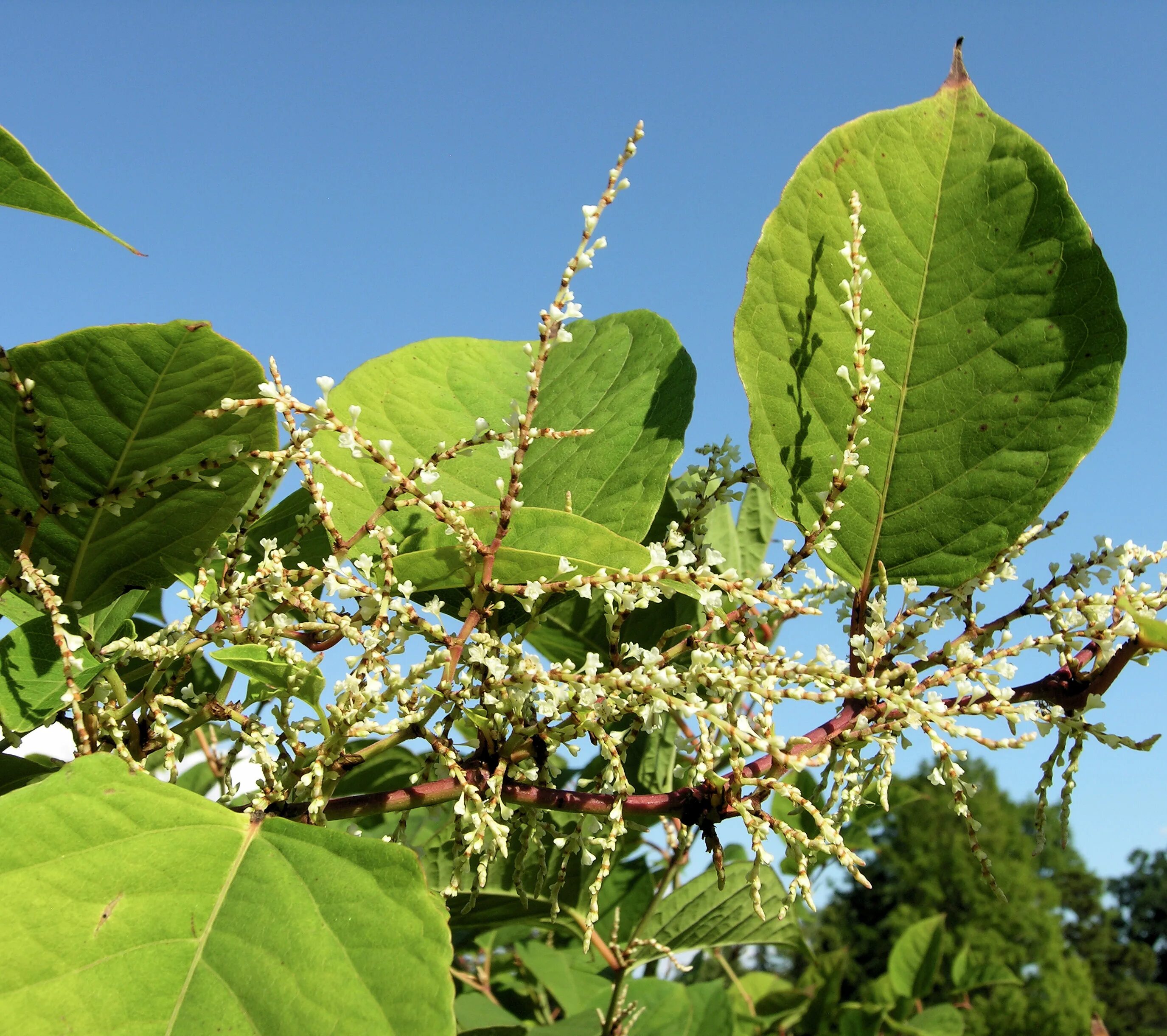 Рейнутрия сахалинская фото и описание кустарника посадка File:Reynoutria japonica flower (34).jpg - Wikimedia Commons