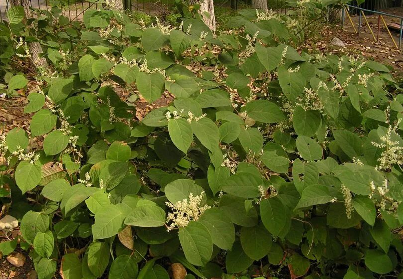 Рейнутрия сахалинская фото и описание кустарника посадка Reynoutria japonica - Image of an specimen - Plantarium