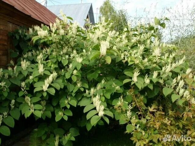 Рейнутрия сахалинская фото и описание кустарника посадка Горец сахалинский купить в Великом Новгороде Товары для дома и дачи Авито