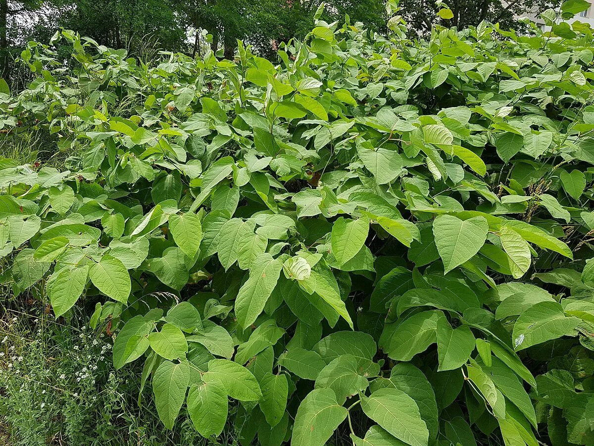 Рейнутрия сахалинская фото и описание кустарника посадка Файл:Reynoutria x bohemica plant (09).jpg - Википедия