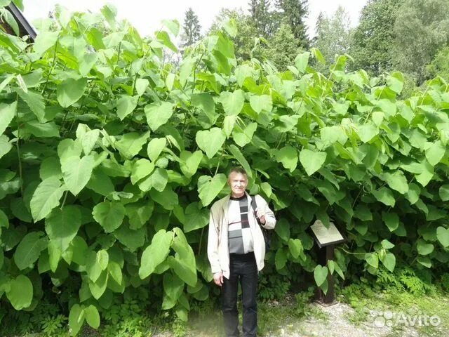 Рейнутрия сахалинская фото и описание кустарника посадка Горец сахалинский, сибирский бамбук купить в Сергиевом Посаде Товары для дома и 