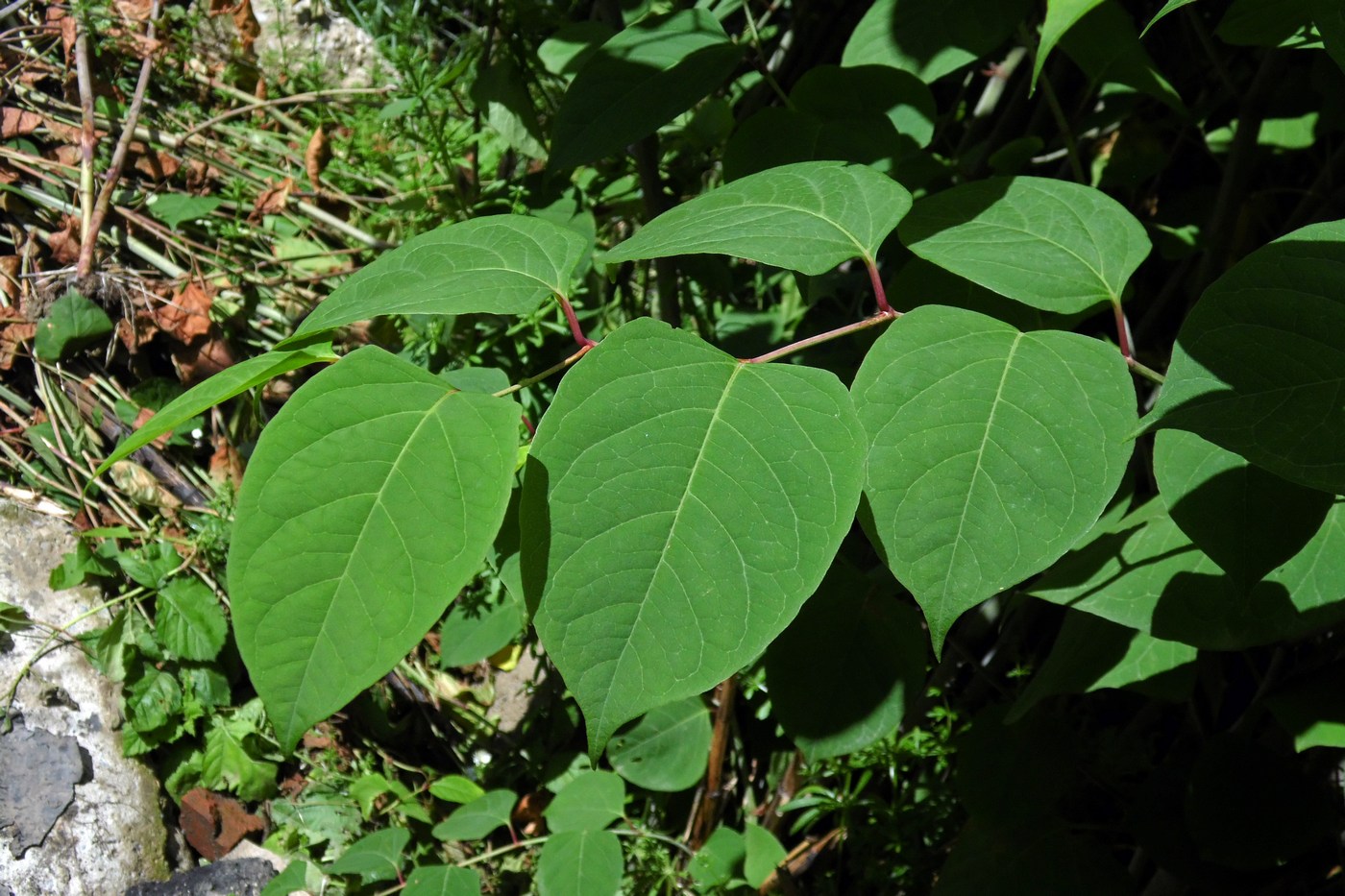 Рейнутрия японская фото и описание кустарника Reynoutria japonica - Image of an specimen - Plantarium