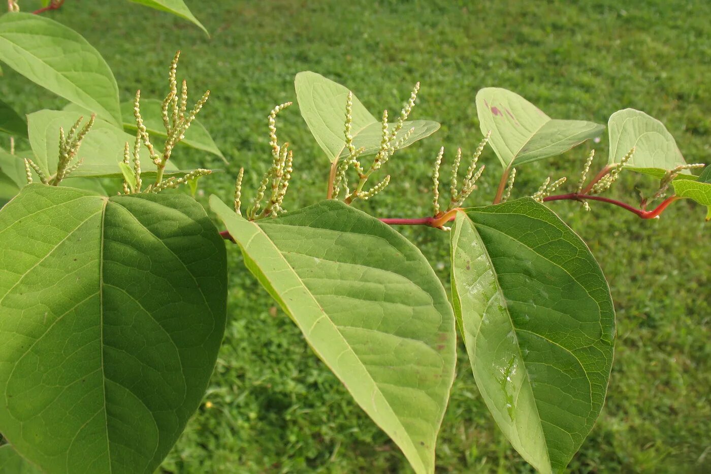 Рейнутрия японская фото и описание кустарника Reynoutria japonica - Изображение особи - Плантариум