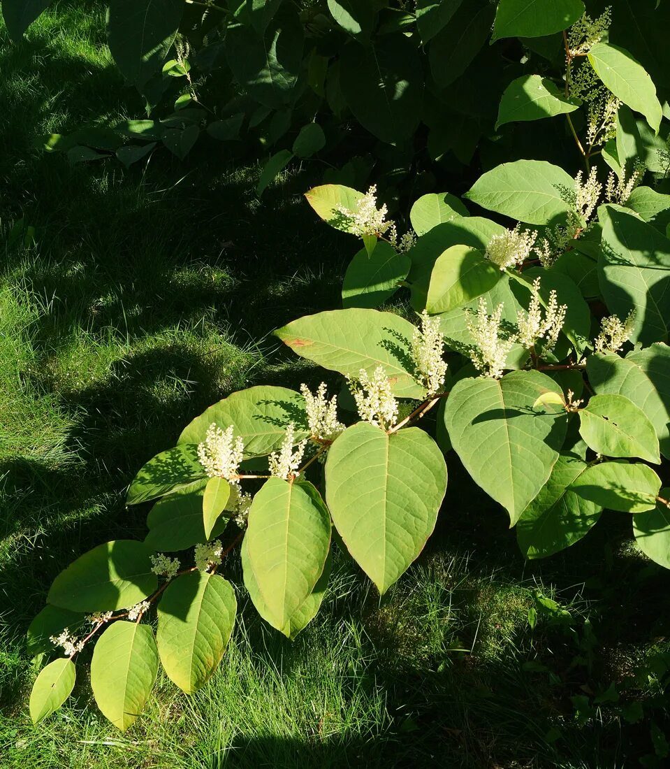 Рейнутрия японская фото и описание кустарника Reynoutria sachalinensis - Image of an specimen - Plantarium