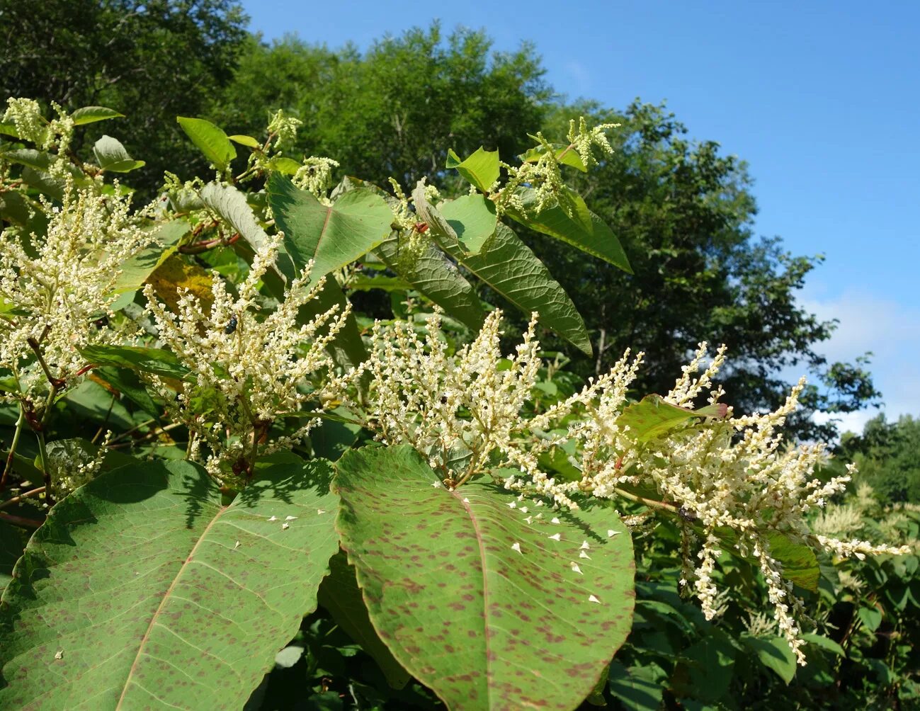 Рейнутрия японская фото и описание кустарника Reynoutria sachalinensis - Изображение особи - Плантариум