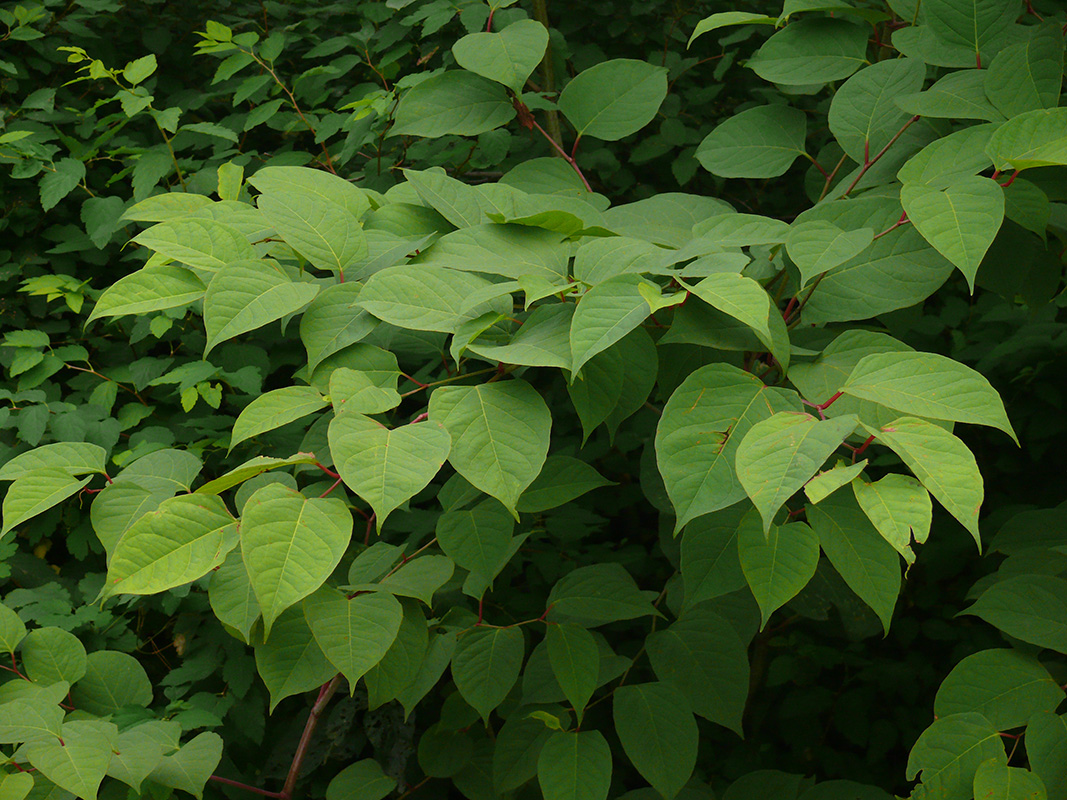 Рейнутрия японская фото и описание кустарника Reynoutria japonica - Image of an specimen - Plantarium