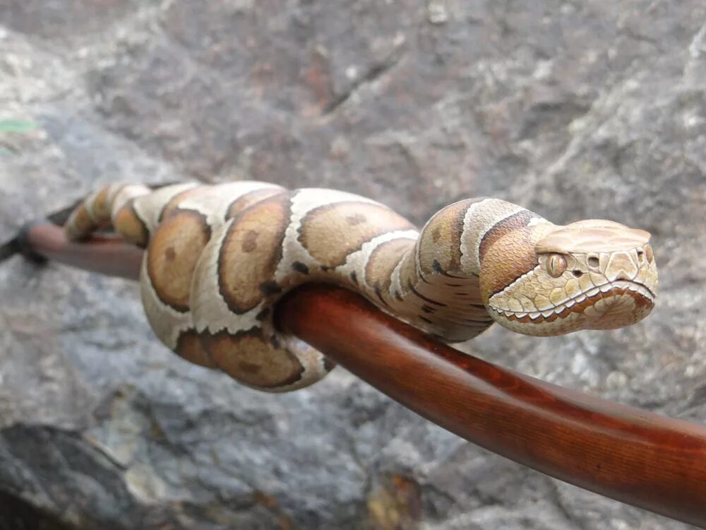 Резьба по дереву змеи фото Copperhead Snake Walking Stick #38 Hand carved walking sticks, Walking sticks, U